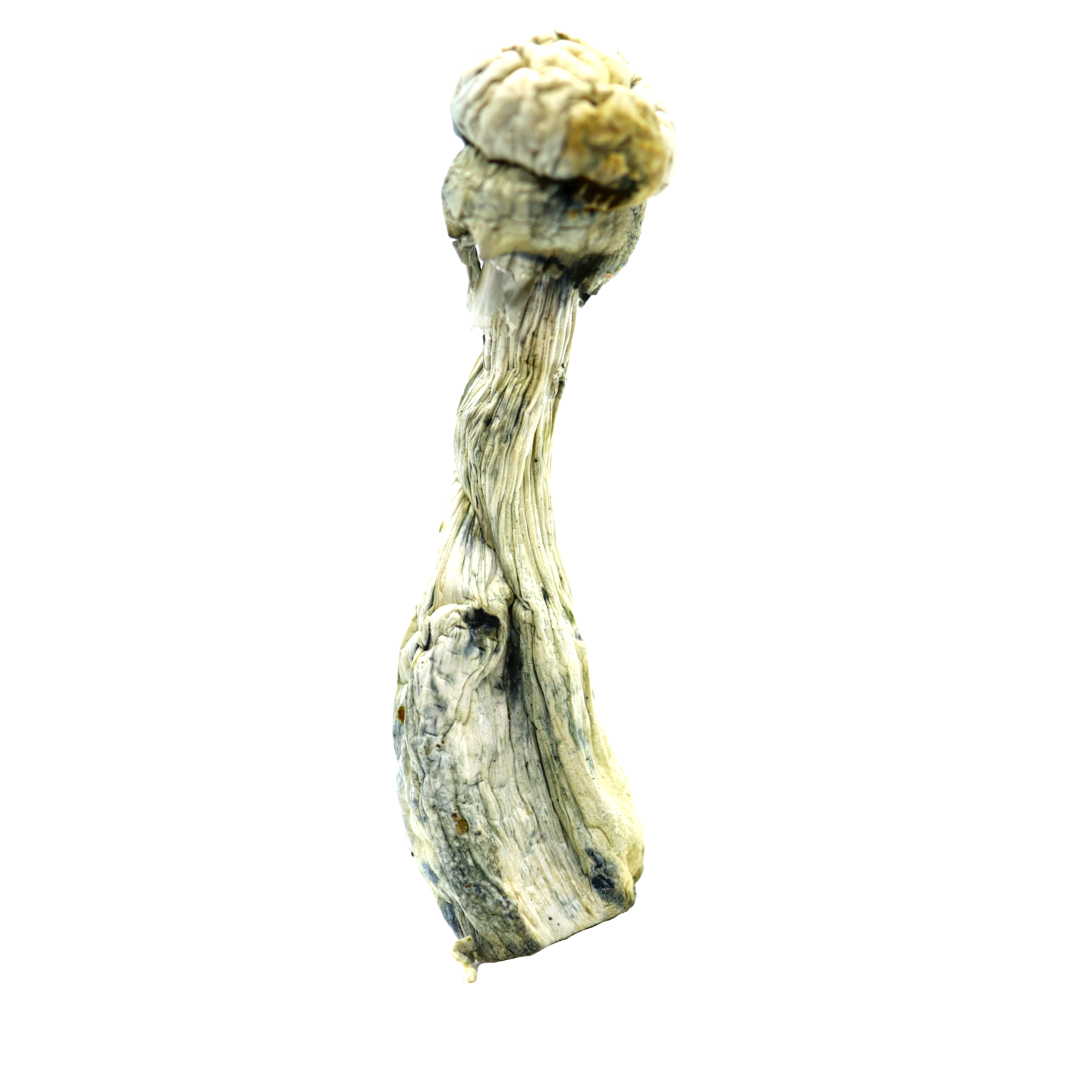 Albino Penis Envy Mushroom Albino Penis Envy Mushroom En vente en ligne en France