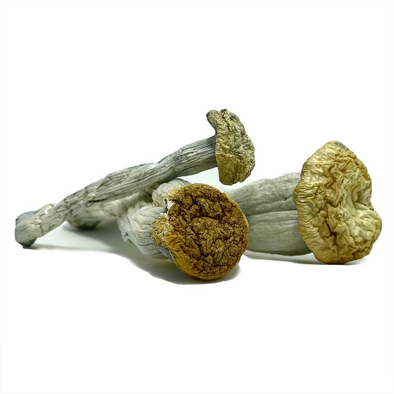 Yeti Magic Mushrooms Yeti Magic Mushrooms En vente en ligne en France